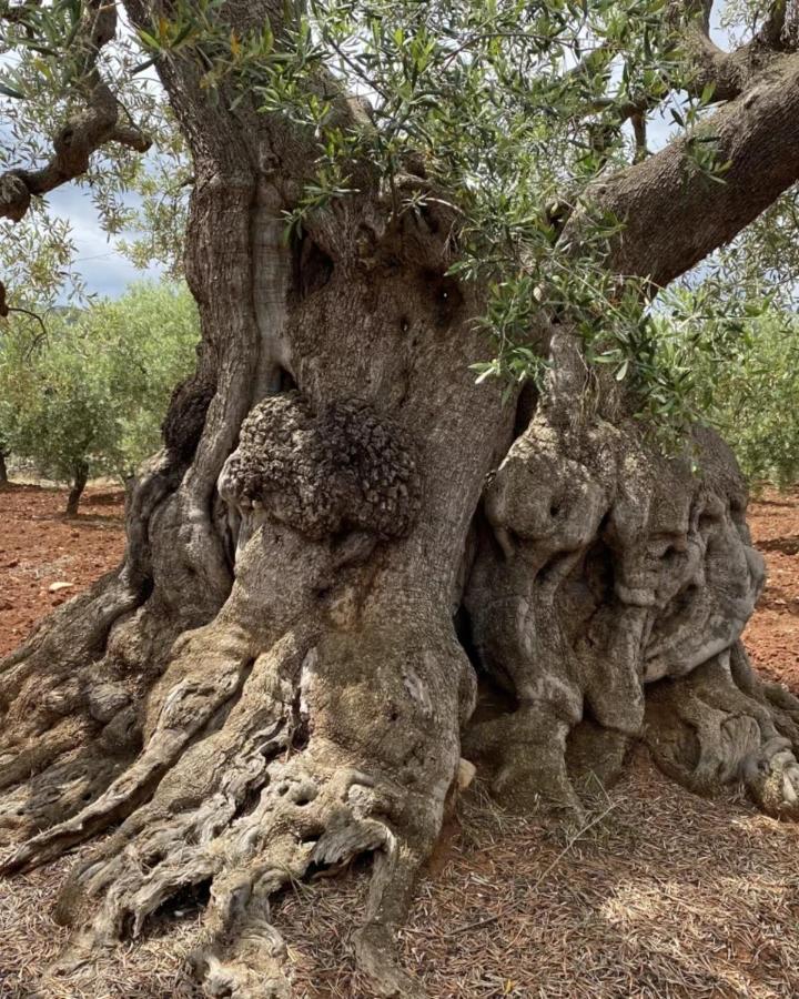 Bambarone La Masseria Fasano Luaran gambar